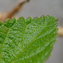 Pneu Maxxis Rambler Tubelles 700x50C